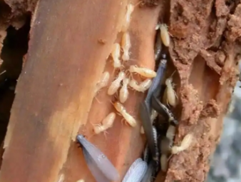同江白蚁防治公司分享地下室、一楼房屋白蚁专项防治技巧